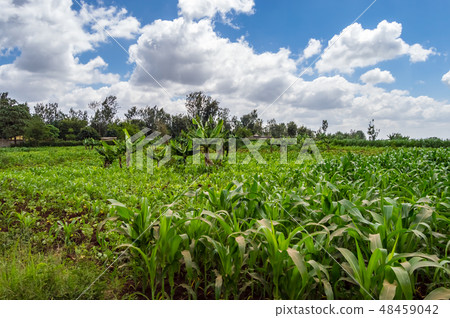 Maize and banana field in the countryside Maize and banana field in the countryside 48459042