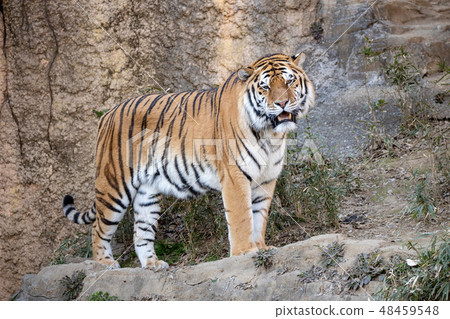 Tama Animal Park, Amur Tiger Tama Animal Park, Amur Tiger 48459548
