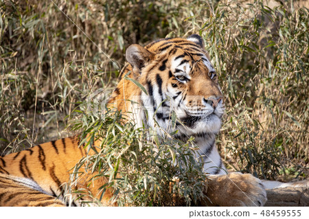 多摩動物園，阿穆爾虎 48459555