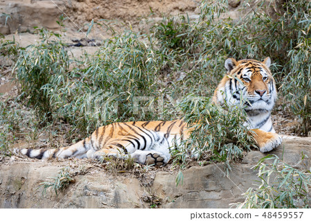 多摩動物園，阿穆爾虎 48459557