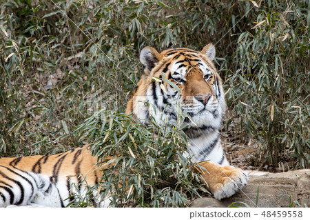 多摩動物園，阿穆爾虎 48459558