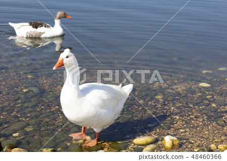 goose and duck in a pond goose and duck in a pond 48460366