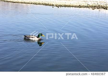 duck with green head duck with green head 48460367