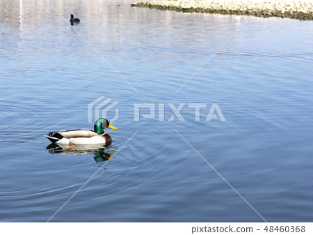 duck swimming on the river duck swimming on the river 48460368