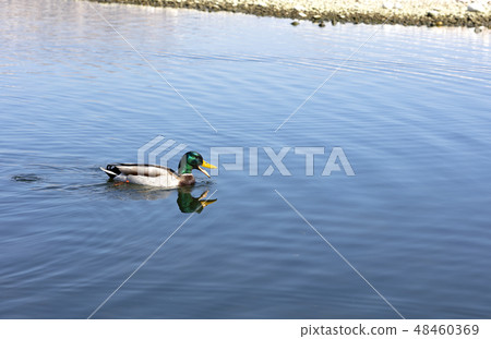 duck swimming close to the coast duck swimming close to the coast 48460369