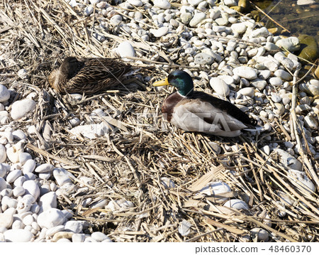 couple of ducks resting couple of ducks resting 48460370