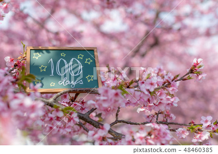 Plate inside cherry blossoms 100 days after birth One hundred day celebration 48460385