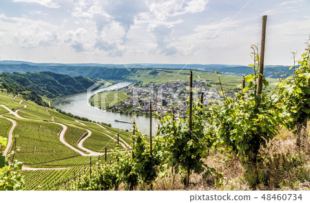 Piesport on the Moselle Germany. 48460734
