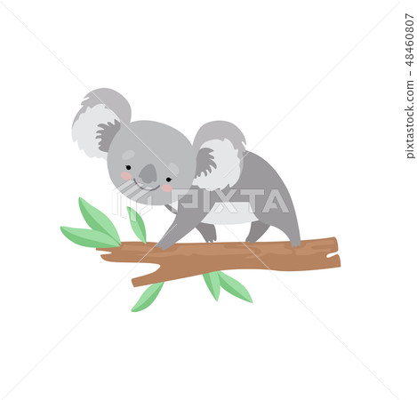 Cute Koala Bear Climbing On Tree Branch Lovely Stock