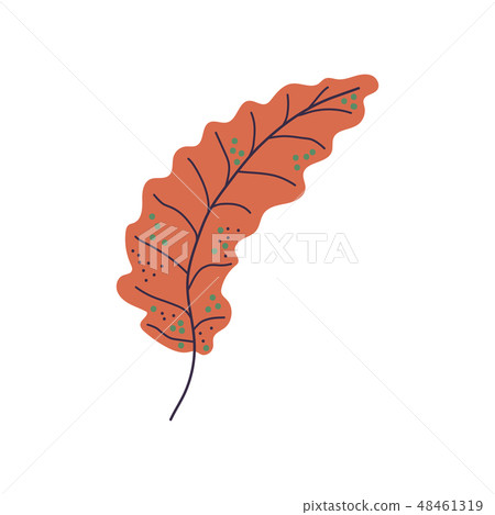 Seaweed Leaf, Brown Algae, Marine or Aquarium Underwater Plant, Vector Illustration 48461319