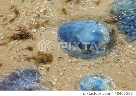 Jellyfish Rhizostoma on sand sea shore after storm Jellyfish Rhizostoma on sand sea shore after storm 48461596