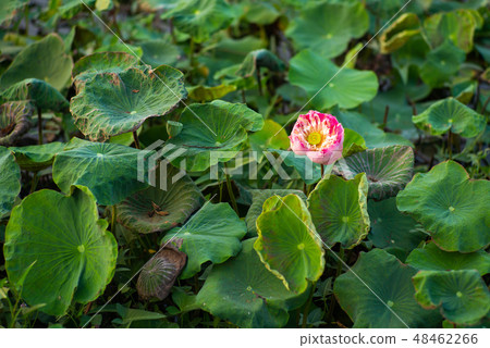 Closeup selective focus on blossom pink lotus Closeup selective focus on blossom pink lotus 48462266