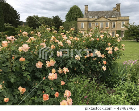 英國Bourton House,花園玫瑰和房屋 英國Bourton House,花園玫瑰和房屋 48462466