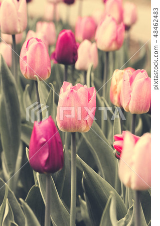 Spring, a public city park tulips  - vertical 48462483