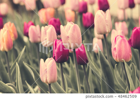Spring, a public city park pink tulips - image 48462509