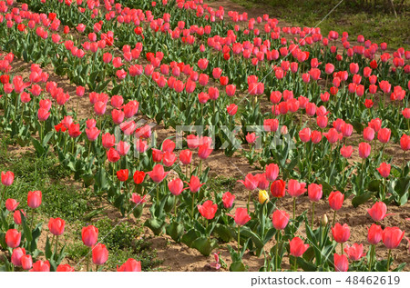 Tulip Tulip 48462619