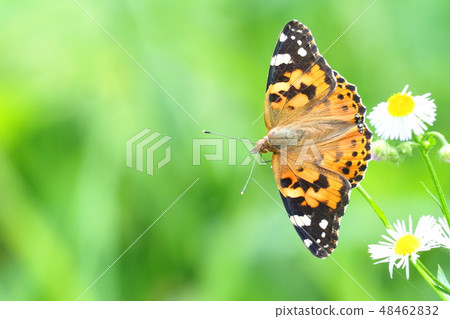 Flower of beard and himejoon Flower of beard and himejoon 48462832