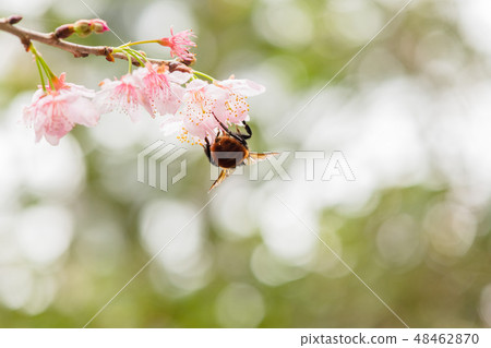 收集蜂蜜的蜂在桃紅色的Chishima櫻花，被弄髒的背景，春天 48462870