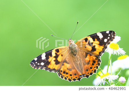 Flower of beard and himejoon 48462991