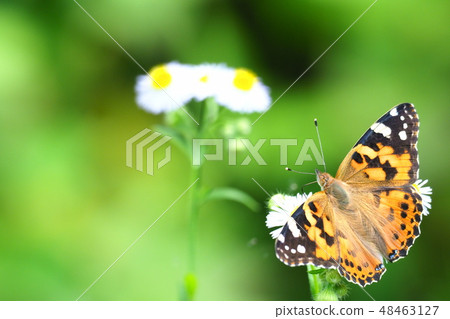 Flower of beard and himejoon Flower of beard and himejoon 48463127