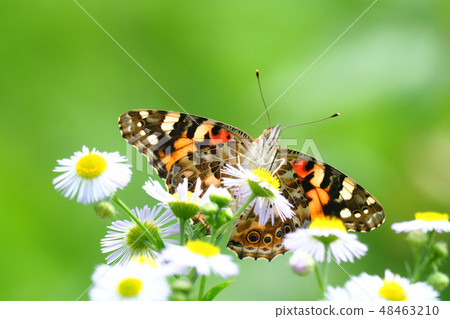 Flower flower (beeswax) and flower fish 48463210