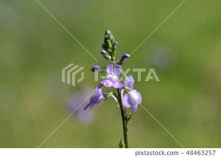 Blue toadflax flowers 48463257