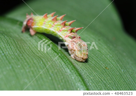 Key Longhorn Scallion的幼蟲 48463523