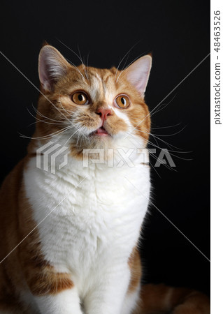 Funny Portrait of Happy Smiling Ginger Cat Gazing with opened Mouth and big eyes on Isolated Black 48463526