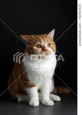 Funny Portrait of Happy Smiling Ginger Cat Gazing with opened Mouth and big eyes on Isolated Black Funny Portrait of Happy Smiling Ginger Cat Gazing with opened Mouth and big eyes on Isolated Black 48463535