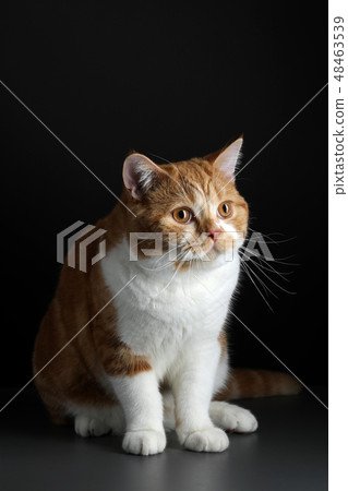 Funny Portrait of Happy Smiling Ginger Cat Gazing with opened Mouth and big eyes on Isolated Black 48463539