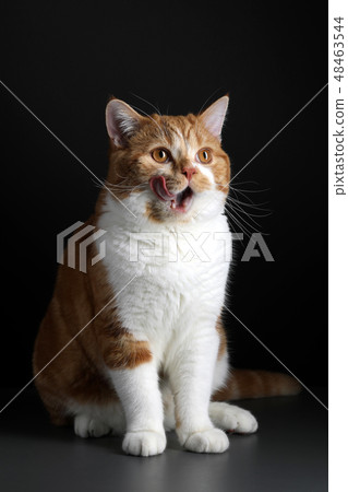 red male cat, walking towards camera, isolated in black 48463544