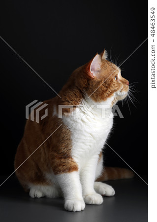 red male cat, walking towards camera, isolated in black 48463549