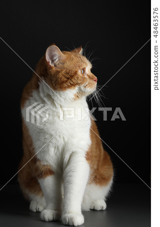 red male cat, walking towards camera, isolated in black 48463576