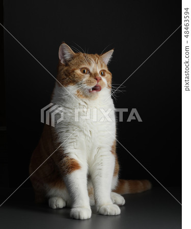 red male cat, walking towards camera, isolated in black 48463594