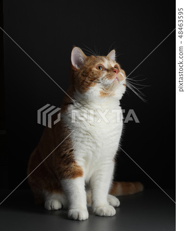 red male cat, walking towards camera, isolated in black red male cat, walking towards camera, isolated in black 48463595