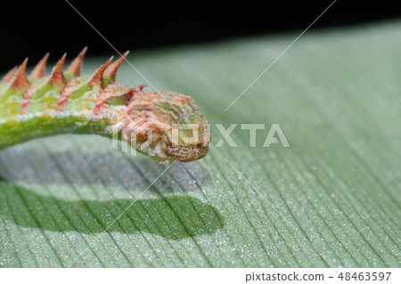 Larvae of Key Longhorn Scallion 48463597
