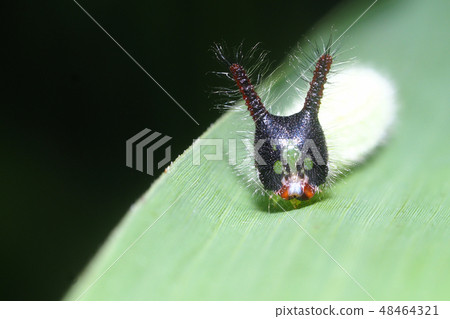 Crocodon butterfly larva Crocodon butterfly larva 48464321
