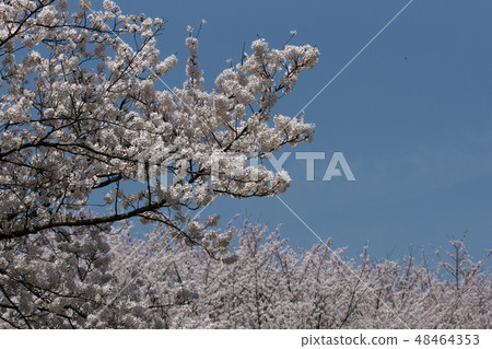 Tottori Season 4 stroll Spring Yutan Senbonzakura 48464353