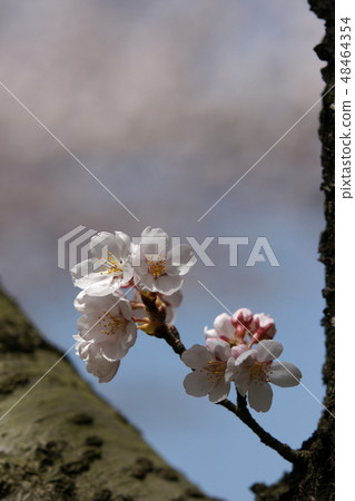 鳥取第4季漫步春天Yutan Senbonzakura 48464354