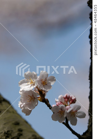 鳥取第4季漫步春天Yutan Senbonzakura 鳥取第4季漫步春天Yutan Senbonzakura 48464355