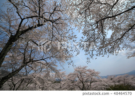 Cherry blossoms at Fuji cemetery 48464570