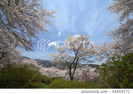 Cherry blossoms at Fuji cemetery 48464571