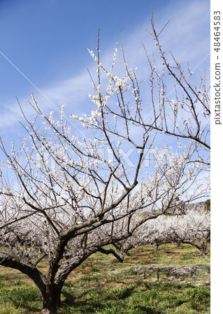 Plum forest Plum forest 48464583