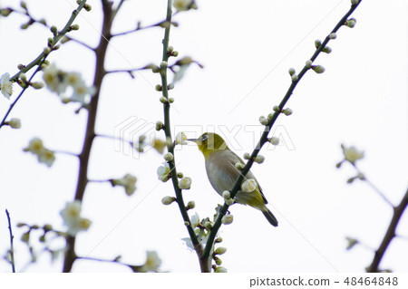 White-eye 48464848