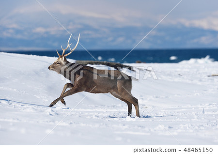 Ezoshika在海岸（北海道）上奔跑 48465150