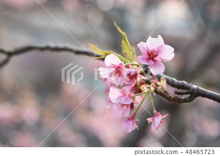 Cherry blossoms bloom pretty 48465723