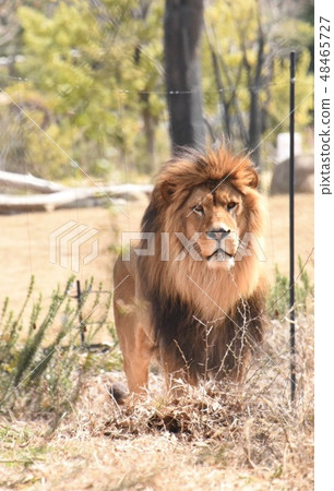 Lion in the grassland Lion in the grassland 48465727