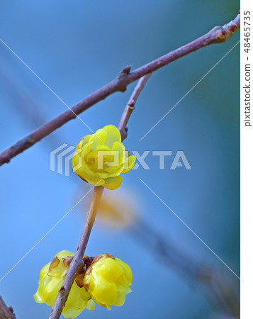 Flower of low-bite flower and bloom 48465735