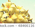 Beautiful blossom in closeup style for background 48466116