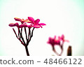 Beautiful blossom in closeup style for background 48466122